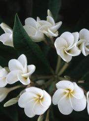 TROPICAL PLUMERIA