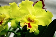 YELLOW ORCHID